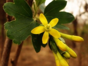 ����÷Ҷ����Щ��Ч ����÷Ҷ������ʪ��