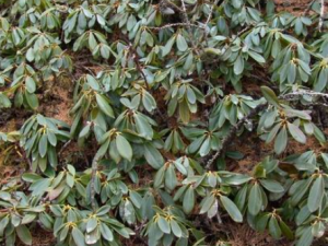 ˮˑҶЩЧ ˮˑҶɳʪⶾ