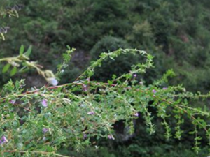 ���Ӳݸ��Ĺ�Ч ���Ӳݸ��η������