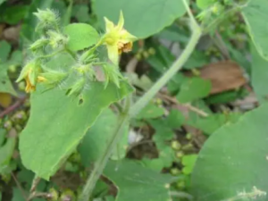 �୔���Ĺ�Ч �୔������֭����