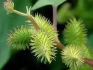 �����յĹ�Ч �����տɻ�Ѫ��������ֹʹ