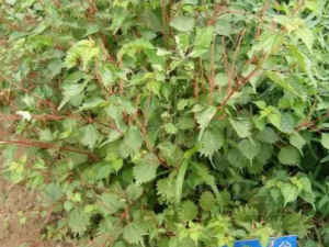 ����Ĺ�Ч ��������Ѫ��Ѫ