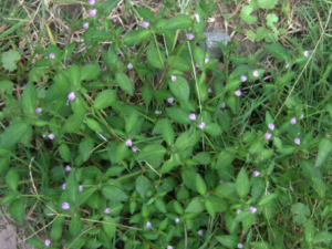 �����ݵĹ�Ч �����ݳ�����С��ʳ��