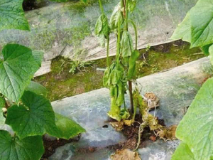 ʵ��«���Ĺ�Ч ʵ��«�������ڵ�������