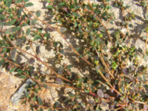 �������Ϸ��Ĺ�Ч �������Ϸ��θ�����������