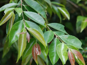 �����Ҷ�Ĺ�Ч �����Ҷ������ʪ���丹��ʹ