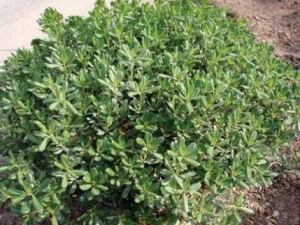 ��Ҷ����Ĺ�Ч ��Ҷ�������������������