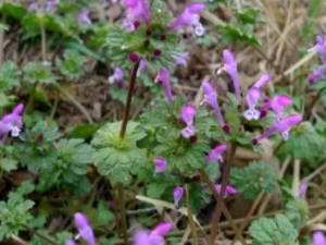 ���ǲݵĹ�Ч���� ���ǲ������ε�����ʹ