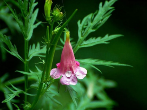 �ܻ�����Ĺ�Ч �ܻ��������η�ҩ�Է���