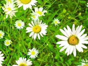 ʯ��ׯ�ռ�����ҽ���ҽԺƤ���ƣ�������м�����ص�ԭ����ʲô��