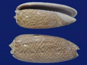 ��ݵĹ�Ч ��ݳ����ڸ�Ѫѹ��