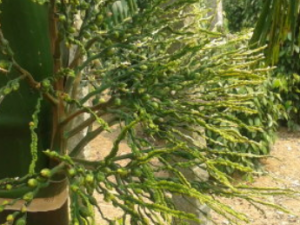 ���ƻ�����Щ��Ч ���ƻ����ƿ���