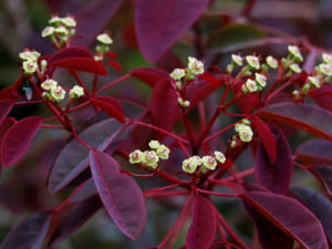 ������Ĺ�Ч ��������������ʹ