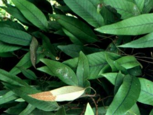 һ֦��Ĺ�Ч���� һ֦������·��Ⱦ