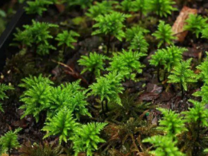 ����޺�Ĺ�Ч���� ����޺�ε�������