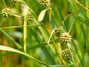 ������β�Ĺ�Ч���� ������β�γ�������