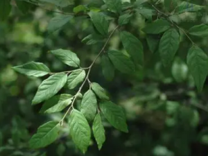 ��һ�˻𵤵Ĺ�Ч ��һ�˻����������Ȳ���