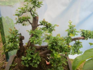 ���̴̵Ĺ�Ч ���̴��δ�׳�