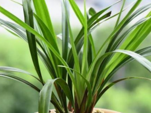 ����Ҷ�Ĺ�Ч ����Ҷ����������