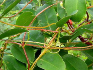 �����ٵĹ�Ч���� �������μ��Գ�θ��