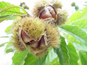 �����Ĺ�Ч���� ��������ʳ�ÿɴﵽ��θ��Ƣ