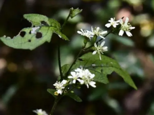 �ɰٲݵĹ�Ч���� �ɰٲ����θ��ֶ���ҧ��