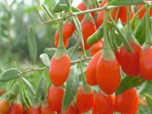 �����Ҫע����Щ���� �����������ƶѪ