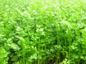 ����˵Ĺ�Ч���� ������η�ʪ��ʹ