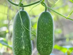 ��γԳ����� ʳ�ƻ����ķ���