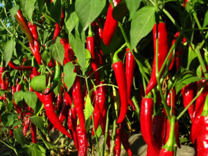 �������������ʪ�� �����������Щ�ô�