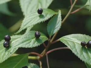 ����ɡ�Ĺ�Ч ����ɡ�����ڷ纮�Խϴ��ð