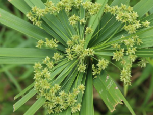 ɡɯ�ݵĹ�Ч ɡɯ���β�����Ѫ��ʹ