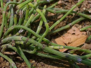 ����ݵĹ�Ч���� ����ݳ����ڷ�ҩ�Է��ȸ�ð