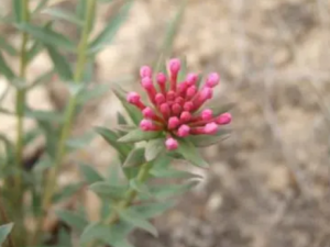 �����Ƕ��Ĺ�Ч���� �����Ƕ���θ����ʹ