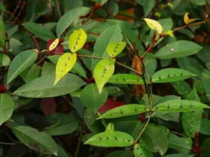 ٴٵĹЧ ٴٳñ֤ιʹ