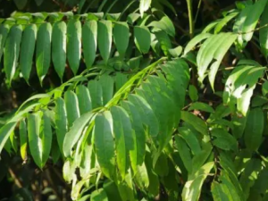 ������Ҷ�Ĺ�Ч ������Ҷ���ô��촯