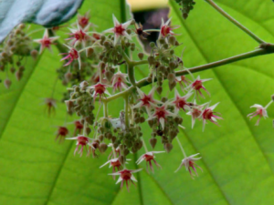 ʮ̦ݵĹЧ ʮ̦ηҩԷȸð