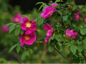 ɽ��õ�Ĺ�Ч ɽ��õ�����ڶ�ҩ�Է���