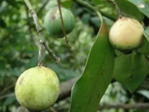 �������Ĺ�Ч �����������ν�θ����ǿ׳