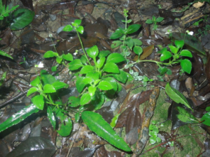 �����ٵĹ�Ч �������ν��Ĥ��