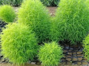 �ط���Ĺ�Ч �ط�������Ϊ������