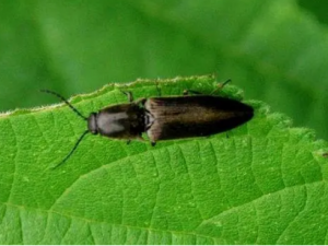 ��ͷ���Σ�� ��ͷ����η���