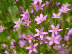 ���ٵĹ�Ч ������ͷʹ����