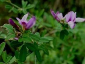 ׳��ݵĹ�Ч ׳����η纮�Խϴ��ð