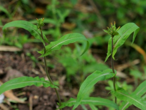 ��ͷ��ݤ�Ĺ�Ч ��ͷ��ݤ������������