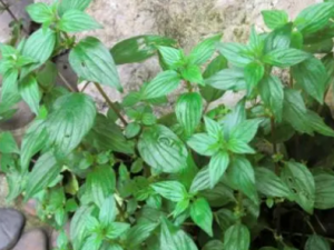 ��ճҩ�Ĺ�Ч ��ճҩ��θ����