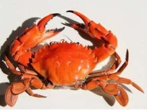 ����������յ��зʢ�� ʲô����з���ܳ�