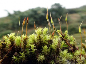 ������β�Ĺ�Ч ������β�������ֹ��