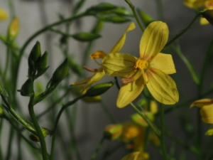 ������Ҷ�Ĺ�Ч ������Ҷ�ɽⶾɱ��ֹ��