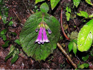 ��һ����Ĺ�Ч ��һ����������˥��